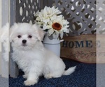 Small #3 Shih Tzu