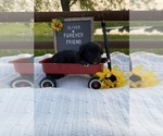 Image preview for Ad Listing. Nickname: Oliver