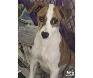 Labrador Retriever-Unknown Mix Dogs for adoption in Washington, DC, USA