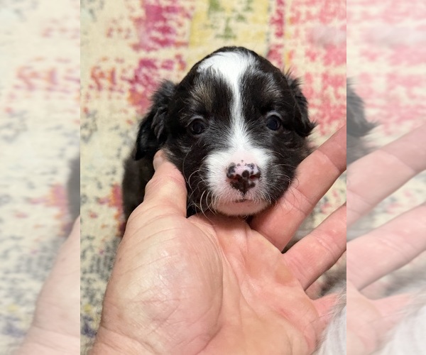 Medium Photo #1 North American Shepherd Puppy For Sale in FLAT ROCK, AL, USA