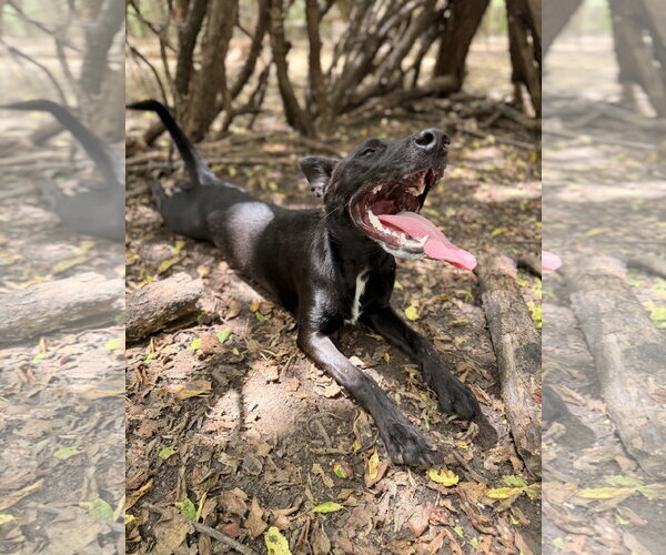 Medium Photo #7 Shepradors Puppy For Sale in McKinney, TX, USA
