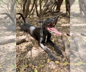 Skye - Female Shepradors Dog for Adoption - Photo #7
