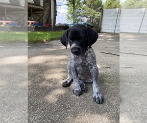 German Shorthaired Pointer Puppy for sale in FREDERICKSBURG, IA, USA