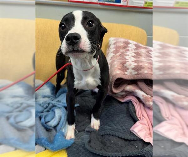 Medium Photo #1 Labrador Retriever-Unknown Mix Puppy For Sale in Peoria, IL, USA