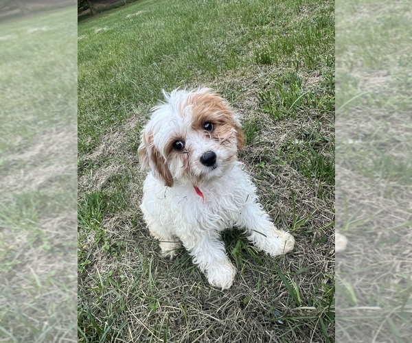 Medium Photo #8 Cavapoo-Poodle (Miniature) Mix Puppy For Sale in DURHAM, CT, USA