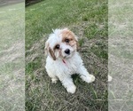 Small #7 Cavapoo-Poodle (Miniature) Mix