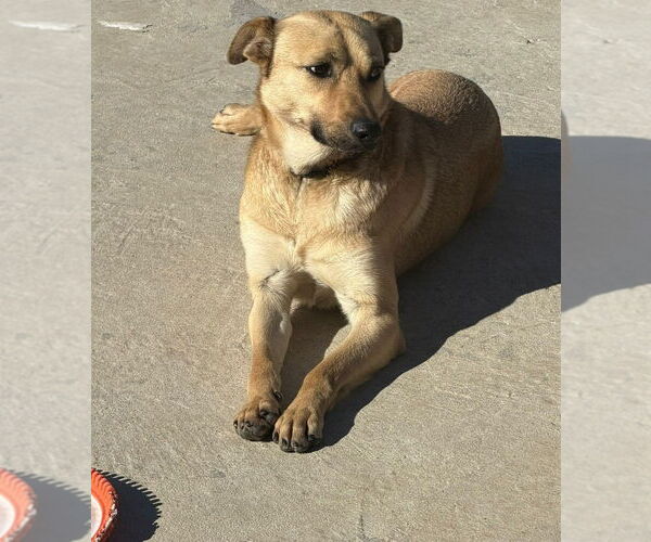 Medium Photo #6 Labrador Retriever-Unknown Mix Puppy For Sale in Lake Forest, CA, USA