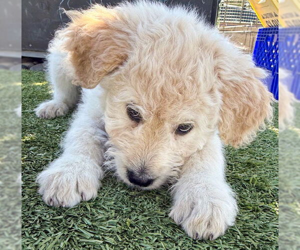 Medium Photo #5 Poodle (Standard)-Unknown Mix Puppy For Sale in Corona, CA, USA