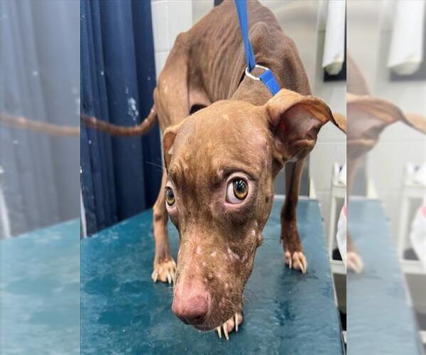 Medium Photo #1 American Bulldog-Unknown Mix Puppy For Sale in Mobile, AL, USA