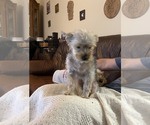 Small Photo #2 Yorkshire Terrier Puppy For Sale in WOODBRIDGE, VA, USA