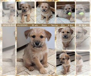 Mutt Dogs for adoption in Mesa, AZ, USA