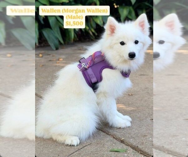 Medium Photo #7 Pomsky Puppy For Sale in SHREVEPORT, LA, USA