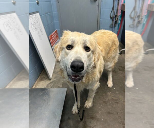 Medium Photo #1 Great Pyrenees Puppy For Sale in Evansville, IN, USA