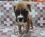 Small Photo #2 Boxer Puppy For Sale in PHIL CAMPBELL, AL, USA