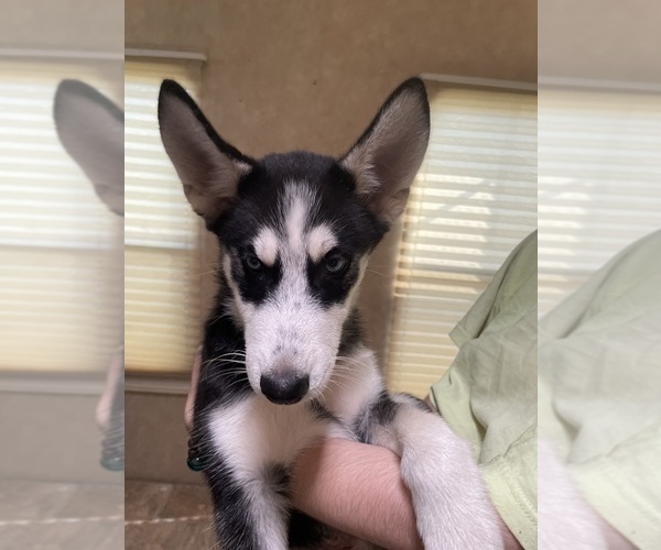 Medium Photo #1 Siberian Husky Puppy For Sale in LIBERTY, MO, USA
