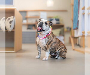 Melon - Female Bulldog Dog for Adoption - Photo #6
