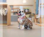 Small #5 Bulldog