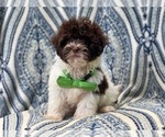 Small Photo #7 ShihPoo Puppy For Sale in LAKELAND, FL, USA