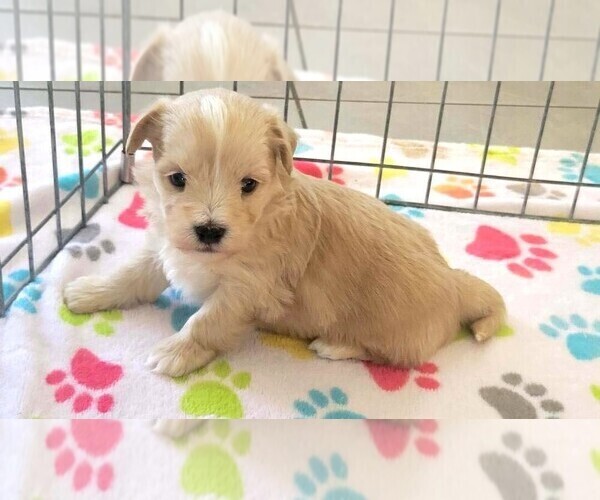Medium Photo #6 Havanese Puppy For Sale in ORO VALLEY, AZ, USA