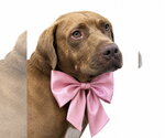 Small #2 Chocolate Labrador retriever Mix