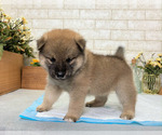 Small Photo #6 Shiba Inu Puppy For Sale in EMPIRE STATE, NY, USA