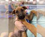 Small Labrador Retriever Mix