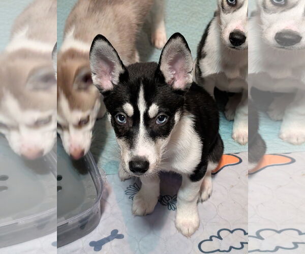 Medium Photo #13 Siberian Husky-Unknown Mix Puppy For Sale in Holly Springs, NC, USA
