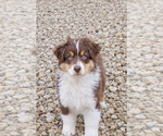 Puppy Bronco Australian Shepherd
