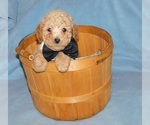 Small #2 Poodle (Toy)