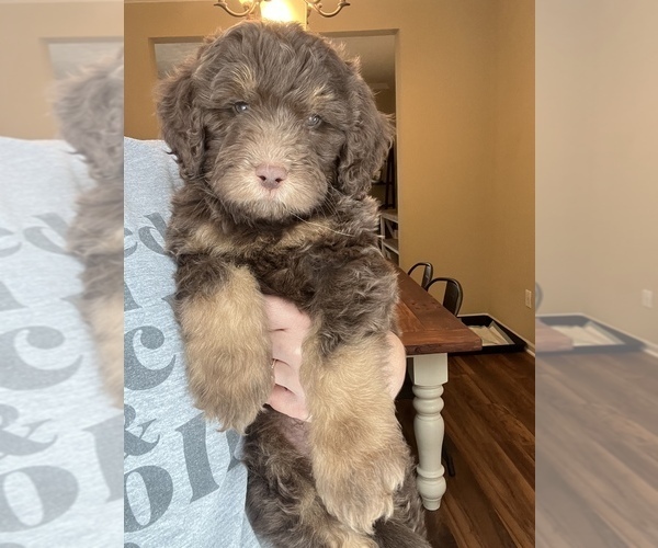 Medium Photo #1 Bernedoodle Puppy For Sale in REYNOLDSBURG, OH, USA