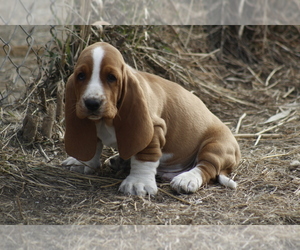 Basset Hound Puppy for Sale in MEMPHIS, Missouri USA