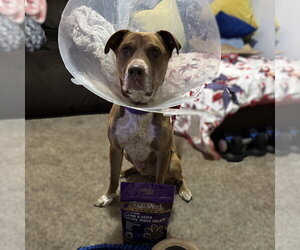 Bread - Male Labrador Retriever-Unknown Mix Dog for Adoption - Photo #8