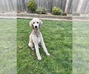 Father of the Poodle (Standard) puppies born on 09/03/2026