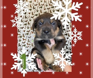 Cane Corso Puppy for sale in TAYLORSVILLE, KY, USA