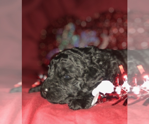 Medium Photo #25 Goldendoodle-Poodle (Standard) Mix Puppy For Sale in VACAVILLE, CA, USA