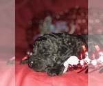Small Photo #25 Goldendoodle-Poodle (Standard) Mix Puppy For Sale in VACAVILLE, CA, USA
