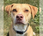 Small #2 Labrador Retriever Mix