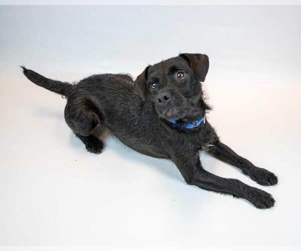 Medium Photo #5 Mutt Puppy For Sale in Kennesaw, GA, USA
