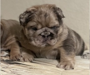 English Bulldog Puppy for sale in LANCASTER, CA, USA