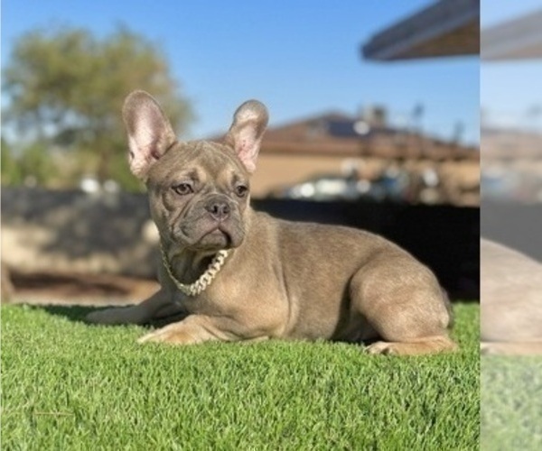 Medium Photo #1 French Bulldog Puppy For Sale in VIRGINIA BEACH, VA, USA