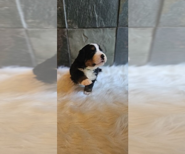 Medium Photo #7 Bernese Mountain Dog Puppy For Sale in SAINT MARIES, ID, USA