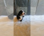 Small #2 Bernese Mountain Dog