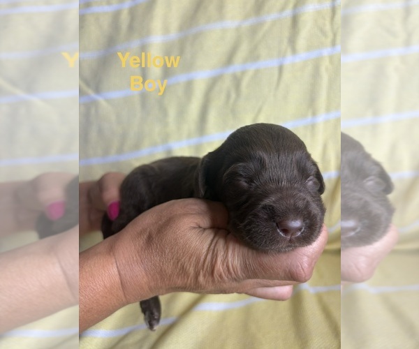 Medium Photo #7 Labradoodle Puppy For Sale in OWENTON, KY, USA