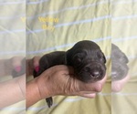 Small #6 Labradoodle