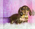 Small #2 Dachshund