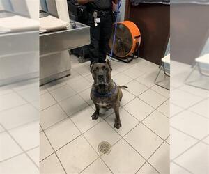 Mutt Dogs for adoption in Corpus Christi, TX, USA