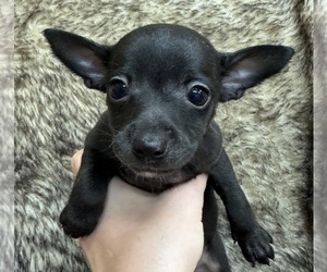 Rat Terrier Puppy for sale in WHITAKERS, NC, USA