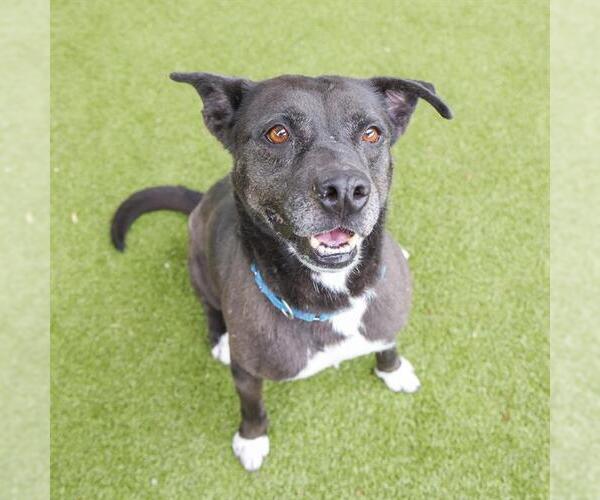 Medium Photo #1 Labrador Retriever Puppy For Sale in Waco, TX, USA
