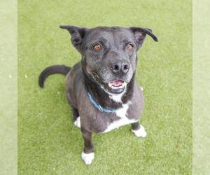 Labrador Retriever Dogs for adoption in Waco, TX, USA