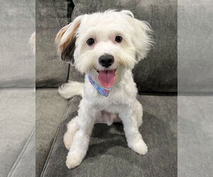 Maltipoo Dogs for adoption in Corona, CA, USA